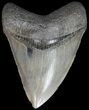 Serrated Megalodon Tooth - South Carolina #42244-1